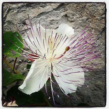 Il Cappero *
